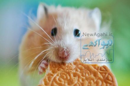 همستر ستوده
