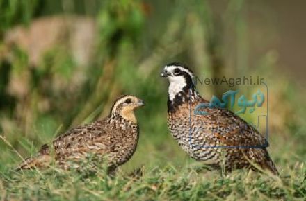 راه اندازی سالن های پرورش بلدرچین به همراه خرید ضمانتی محصولات