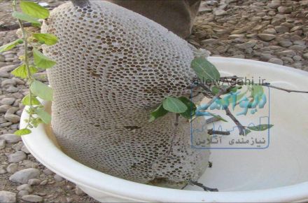 عسل وحشی زنبورهای ریز