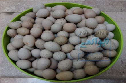 تخم کبک نطفه دار