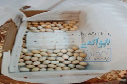 تخم کبک نطفه دار