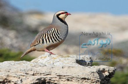تخم کبک نطفه دار