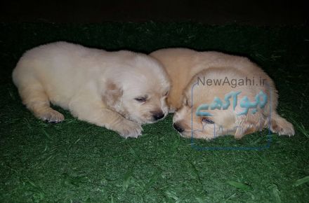 فروش توله های  گلدن روتریور