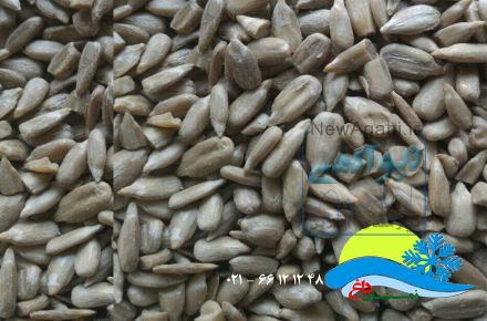 فروش مغز تخمه بلغاری درجه یک