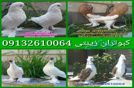 فروش کبوتران زینتی