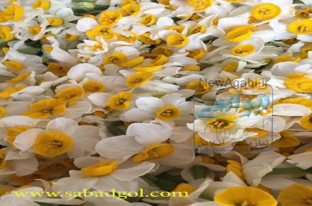 انواع گل شاخه بریده ایرانی و ارجی به قیمت گلخانه تحویل درب منزل و محل کار  ارسال رایگان