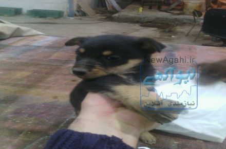 فروش توله دوبرمن ماده مشکی 45 روزه اصیل