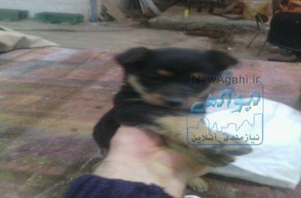 فروش توله دوبرمن ماده مشکی 45 روزه اصیل