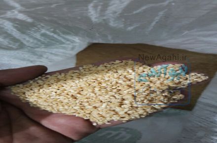 فروش عمده و جزيي كنجد و انواع دانه هاي روغني