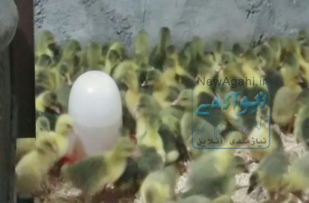 تولید و پخش جوجه یکروزه *هو*