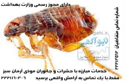   سمپاشی تضمینی سوسک فاضلاب و سوسک ریز آشپزخانه با تضمین شش ماهه