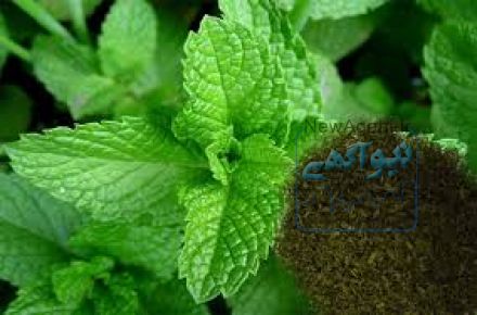 خرید و فروش سبزیجات خشک