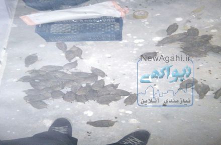 فروش کبک بومی