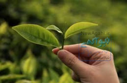 فروش انواع چای سیاه و سبز ارگانیک و طبیعی