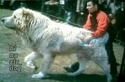 فروش سگ اصیل سرابی