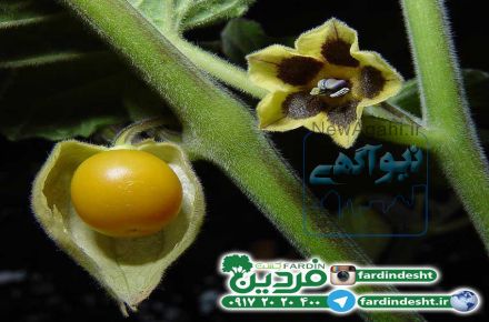 بذر فيساليس يا گيلاس زميني 