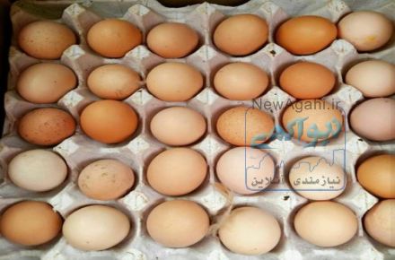 فروش عمده ی تخم مرغ محلی گلپایگان و جوجه ی یک روزه بومی گلپایگان