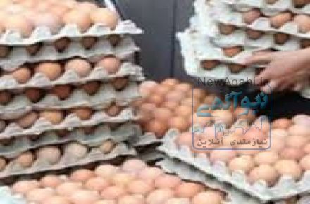فروش عمده ی تخم مرغ محلی گلپایگان و جوجه ی یک روزه بومی گلپایگان