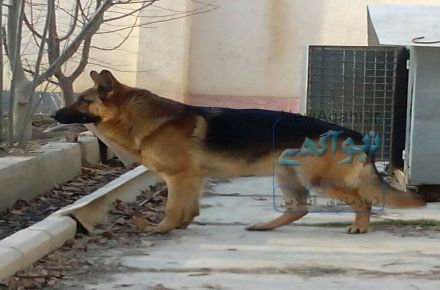 فروش سگ ژرمن اصیل