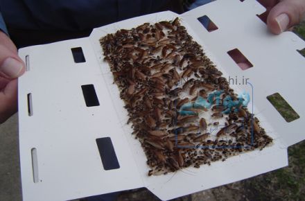 سمپاشی تضمینی با مجوز رسمی و زیر نظر وزارت بهداشت. سمپاشی ادارات و منازل با گارانتی 