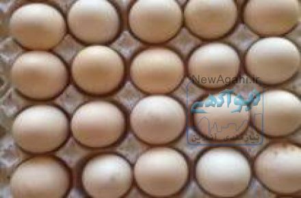 پخش تخم مرغ محلی سراسر کشور