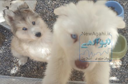 یک جفت توله هاسکی مو بلند سفید و گلد طوسی