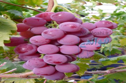 کشمش گرجی بدون روغن و افزودنی