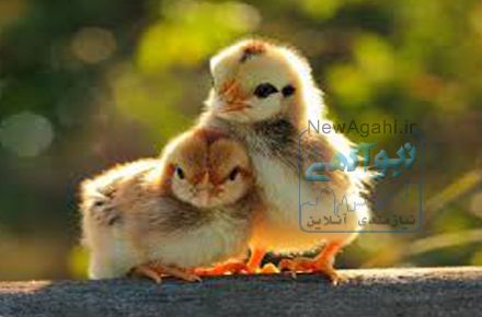 فروش ویژه مرغ بومی