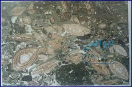 رسم ستون چینه شناسی و فسیل شناسی