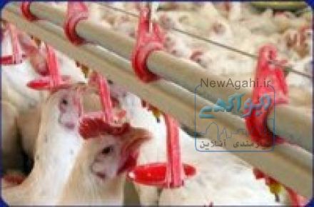 آبخوری نیپل یک سالن 100 متری 5 خط