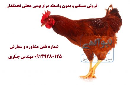 مزرعه پرورش مرغ بومی محلی تخمگذار
