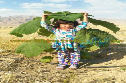 نهال تضمینی پائولونیا (پالونیا ) ی اصلاح نژاد واردتی هیبریدی  شرکت   طب جویان طبیعت