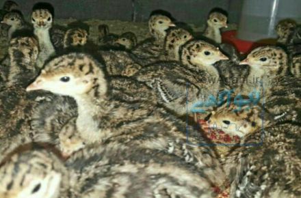طیور یزد