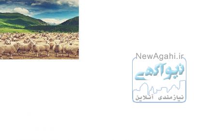 انواع روشهای پروار بندی گوسفند زنده بره و بزغاله زنده