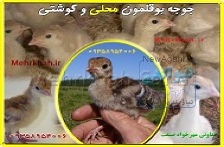 جوجه بوقلمون