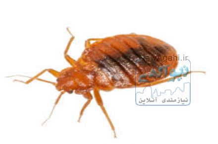 سمپاشی ساس بصورت تخصصی و تضمینی با مجوز بهداشت