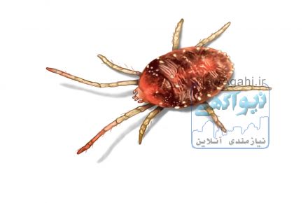سمپاشی کنه با مجوز رسمی از مرکز بهداشت