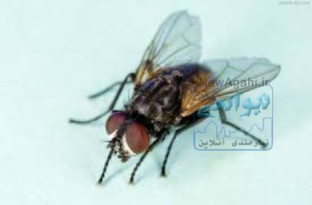 سمپاشی تخصصی و تضمینی مگس در استان اصفهان