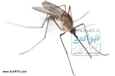 سمپاشی تخصصی و تضمینی مگس در استان اصفهان