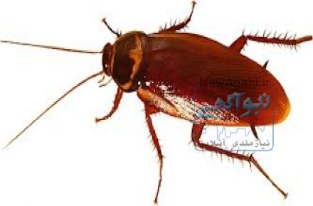 سمپاشی سوسک بصورت تخصصی و تضمینی با مجوز رسمی بهداشت