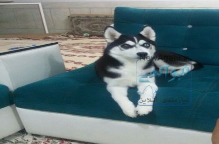 فروش سگ هاسکی