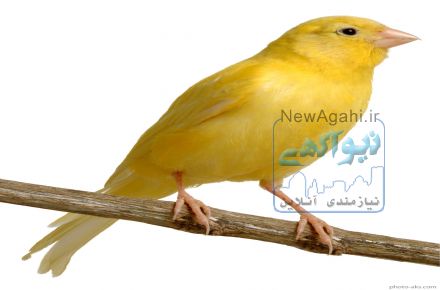 فروش قناری
