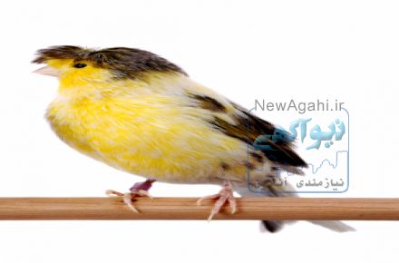 فروش قناری