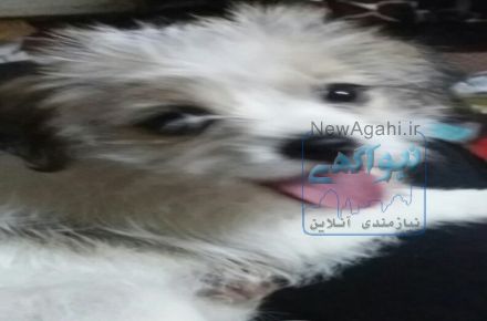 فروش سگ شیتزو تریر