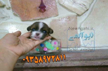 شیتزو پامر نر 