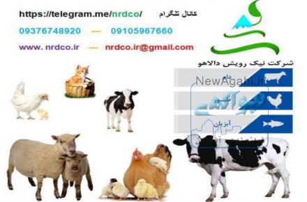 دان مرغ گوشتی