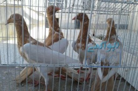 کفتر سفید دانفوس با پلنگ و یهودی