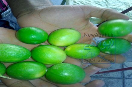 فروش عمده لیمو ترش استان فارس