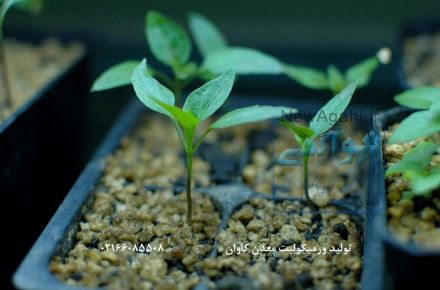 فروش ورمیکولیت vermiculite معدن کاوان-خرید ورمیکولیت معدن کاوان 