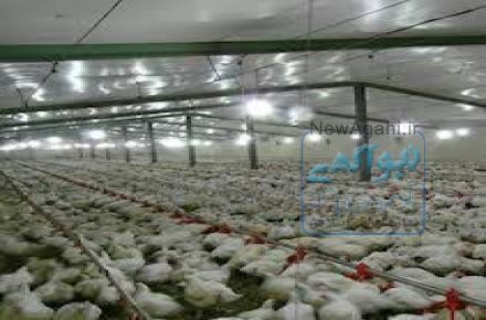 کارتن ‍‍‍‍‍‍‍پلاست-ورق پلاست-شیت پلاست-رول پلاست